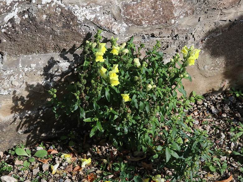 Antirrhinum majus