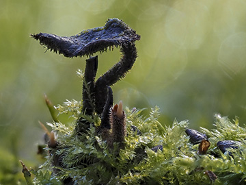 Auriscalpium vulgare