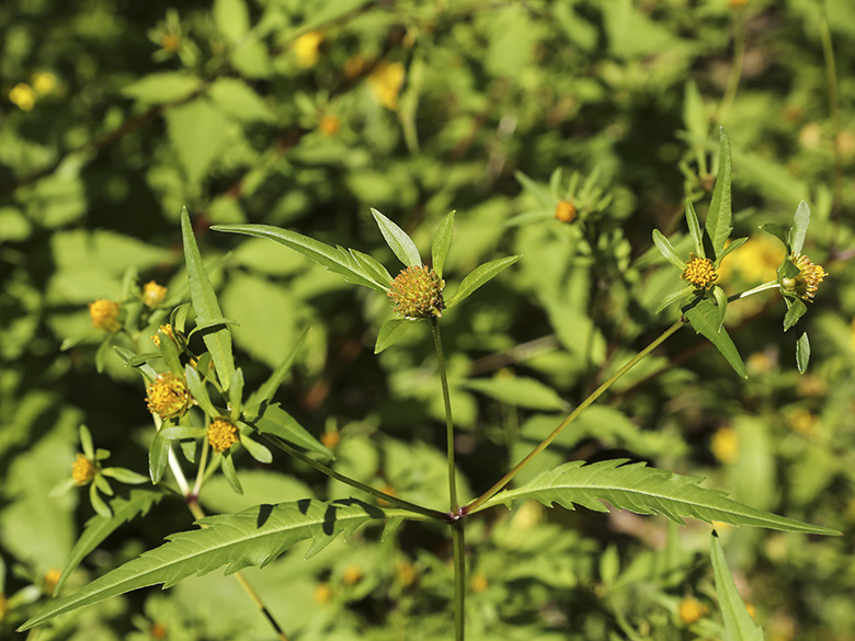 Bidens connata