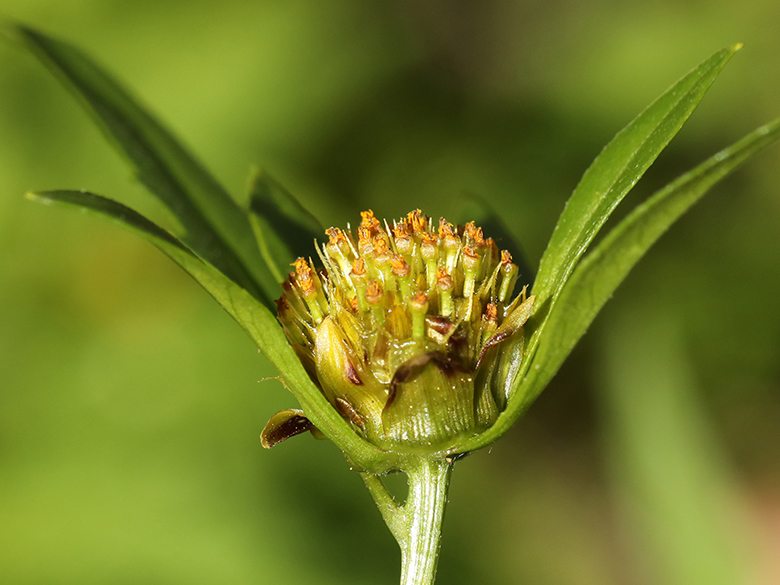 Bidens connata