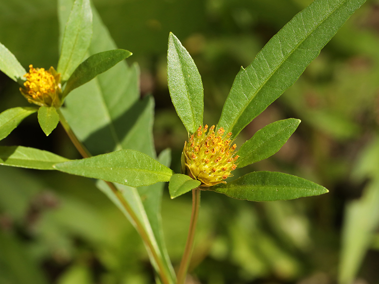 Bidens connata