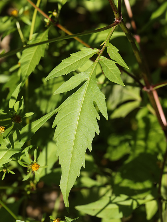 Bidens connata