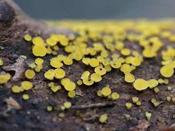 Bisporella citrina