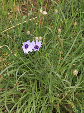 Catananche caerulea