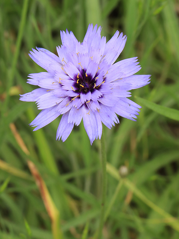 Catananche caerulea