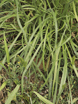 Catananche caerulea