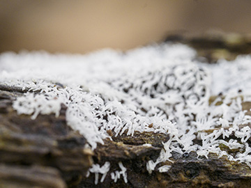 Ceratiomyxa fruticulosa