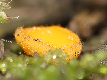 Cheilymenia vitellina