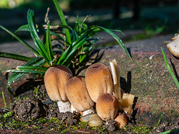 Coprinellus micaceus