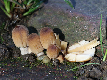 Coprinellus micaceus