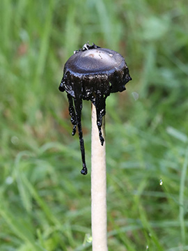 Coprinus comatus