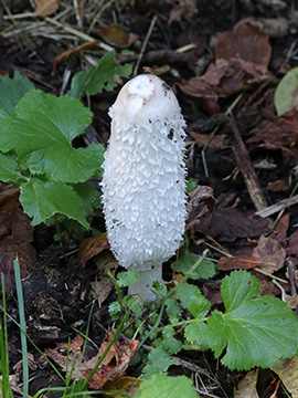 Coprinus comatus
