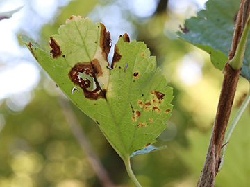 Cronartium ribicola