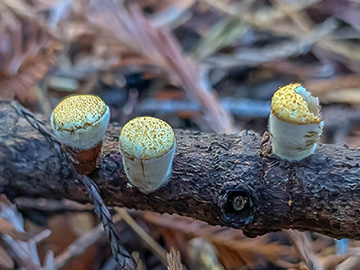 Crucibulum laeve