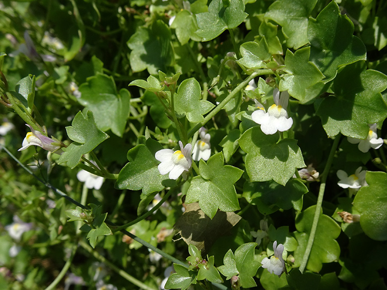 Cymbalaria muralis