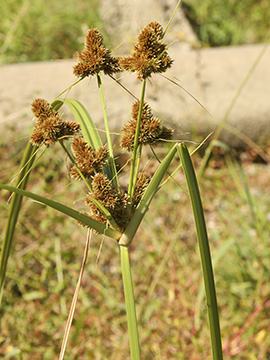 Cyperus glomeratus