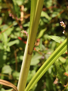Cyperus glomeratus