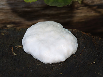 Enteridium