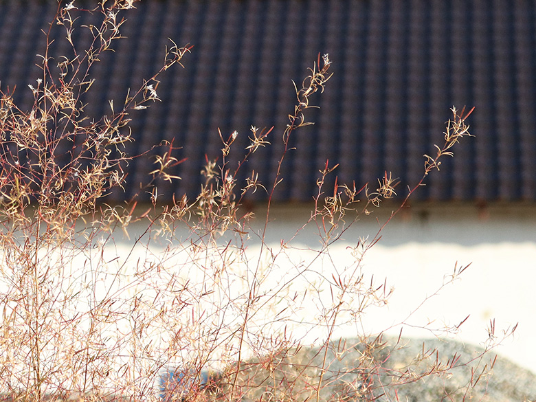 Epilobium brachycarpum
