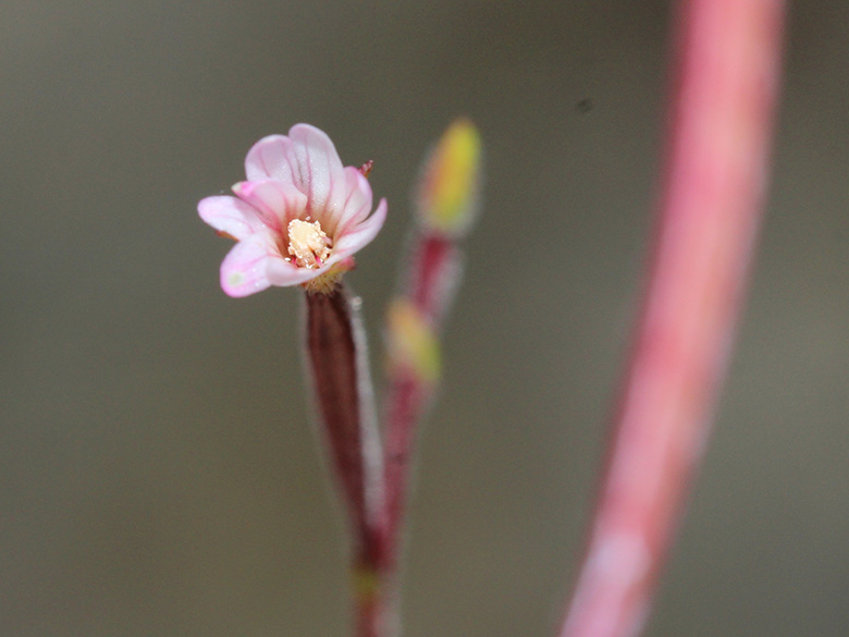 Epilobium brachycarpum
