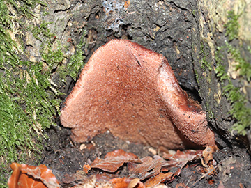 Fistulina hepatica