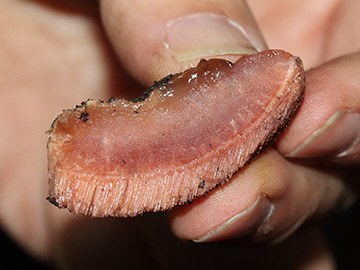 Fistulina hepatica