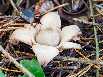 Geastrum triplex