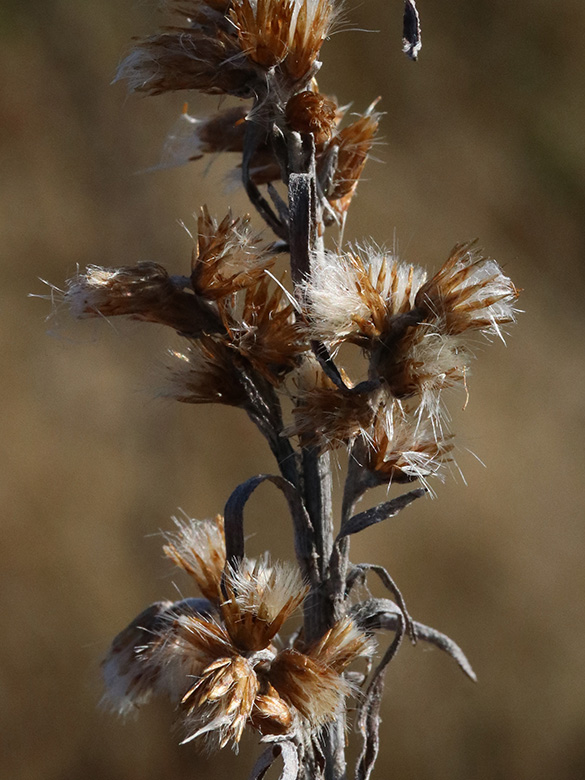 Gnaphalium sylvaticum