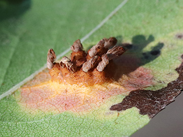 Gymnosporangium sabinae