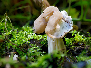 Helvella crispa