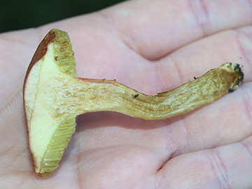 Hortiboletus engelii