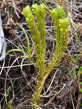 Huperzia selago