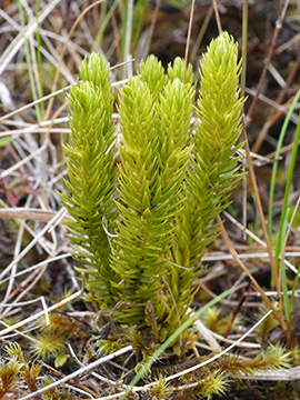 Huperzia selago