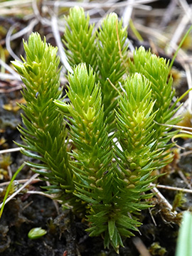 Huperzia selago