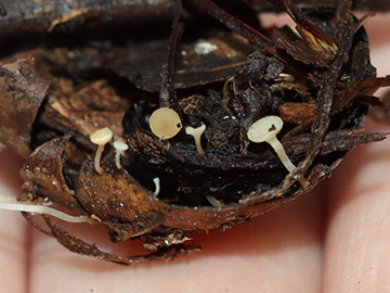 Hymenoscyphus fructigenus