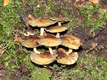 Hypholoma fasciculare