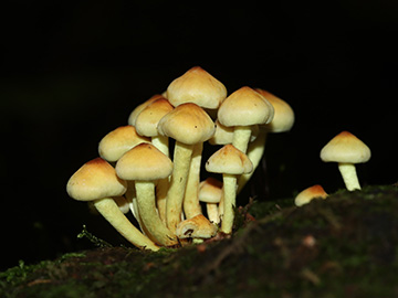 Hypholoma fasciculare