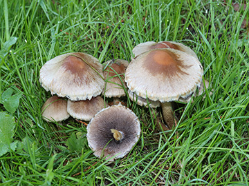 Lacrymaria lacrymabunda