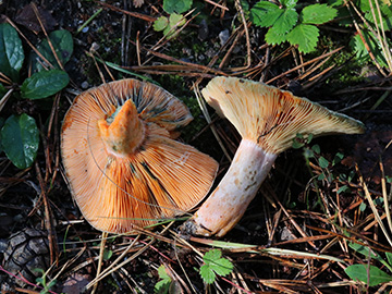 Lactarius semisanguifluus