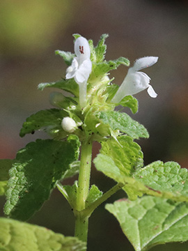 Lamium purpureum