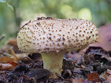 Lepiota aspera