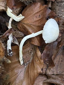 Leucoagaricus sericifer
