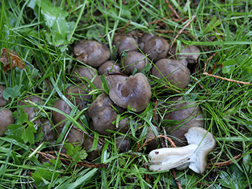 Lyophyllum decastes