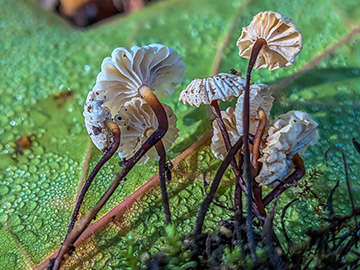 Marasmius rotula