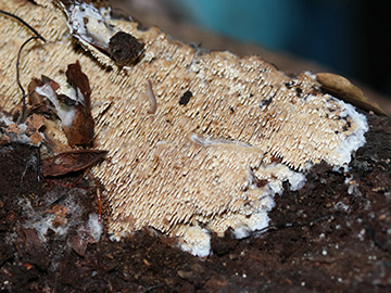 Mycoacia nothofagi