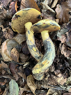 Neoboletus junquilleus
