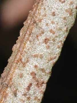 Ochropsora hippophae