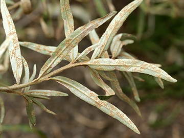 Ochropsora hippophaes