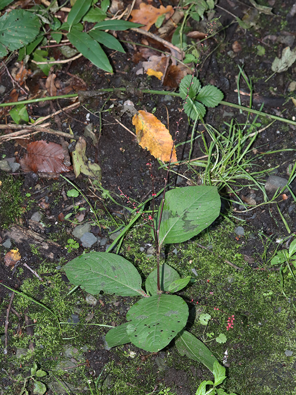 Persicaria virginiana