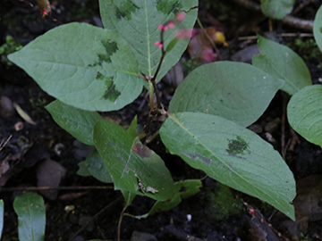 Persicaria virginiana